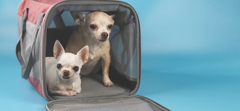 Выбираем рюкзак-переноску Выбираем рюкзак-переноску