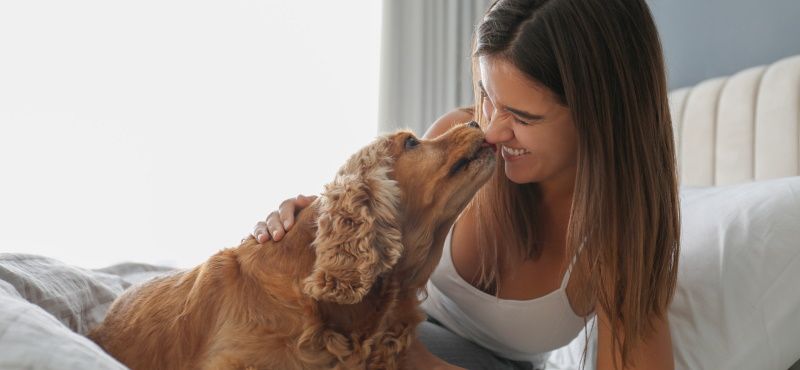 В отеле с питомцем: о чем нужно помнить