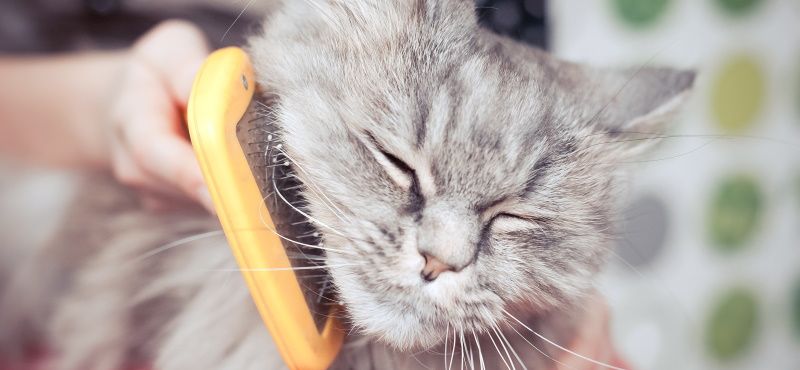Что делать, если кошка сильно линяет
