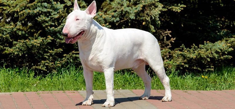 Бультерьер - порода собак Бультерьер - порода собак