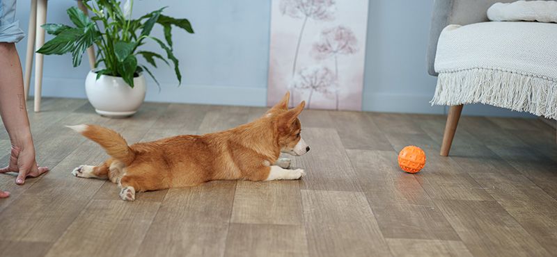 Как научить щенка ходить на пеленку