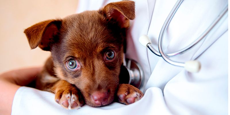 Фироко для собак – помощь при осеннем обострении