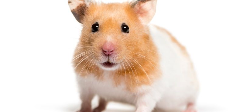 Сирийский хомяк: уход и содержание