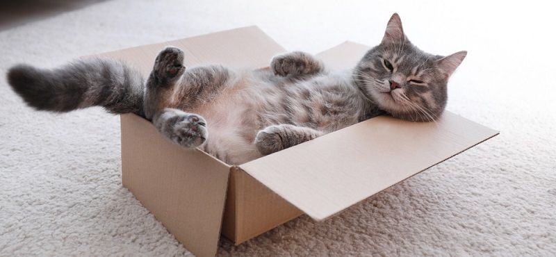 День кошек в России: готовим подарки любимым питомцам!