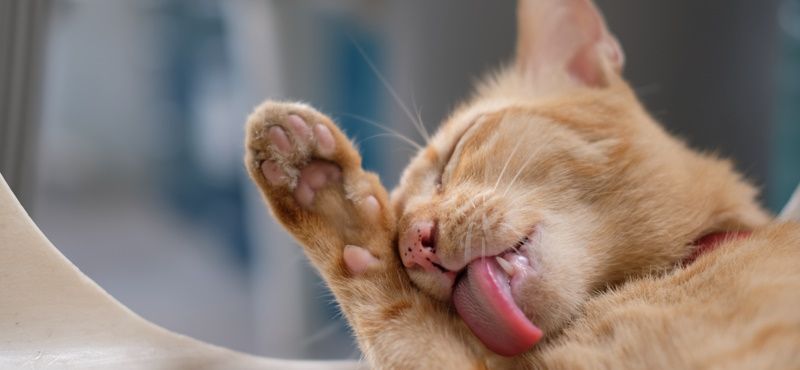 Красота снаружи - проблема внутри