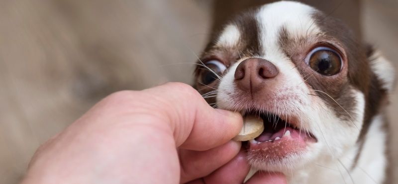 Витаминные комплексы для собак