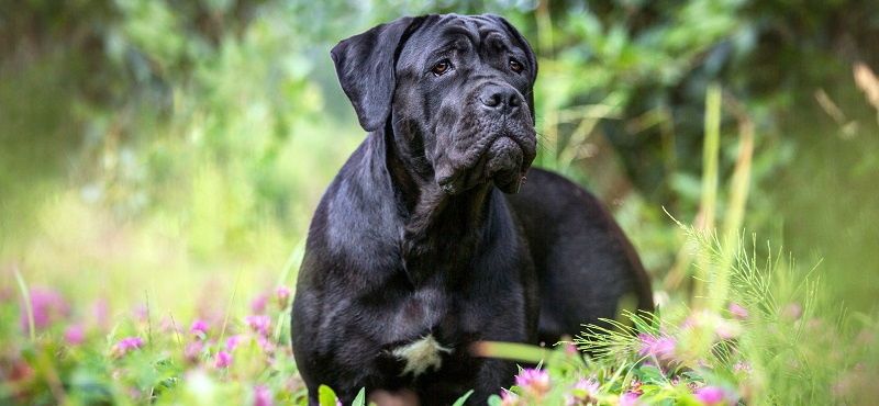 Кане-корсо – порода собак