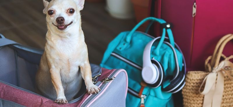 Выбираем рюкзак-переноску Выбираем рюкзак-переноску