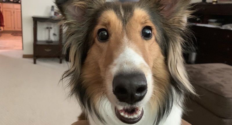 Шелти - порода собак