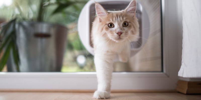 Популярные гаджеты для кошки