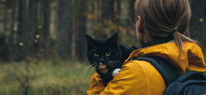 Как пойти в поход с кошкой