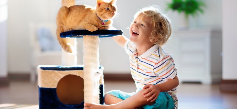 Лучшие породы кошек для детей