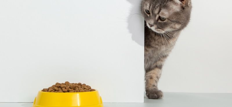Как подобрать правильную замену внутри лечебных кормов ROYAL CANIN® для кошек