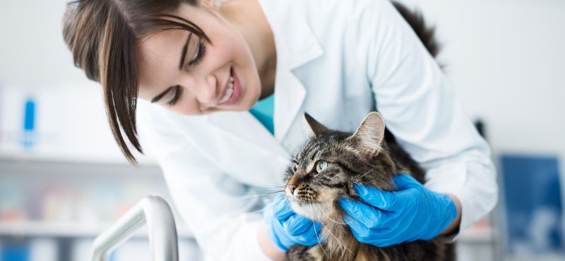 Какие есть ограничения на прием препаратов от паразитов