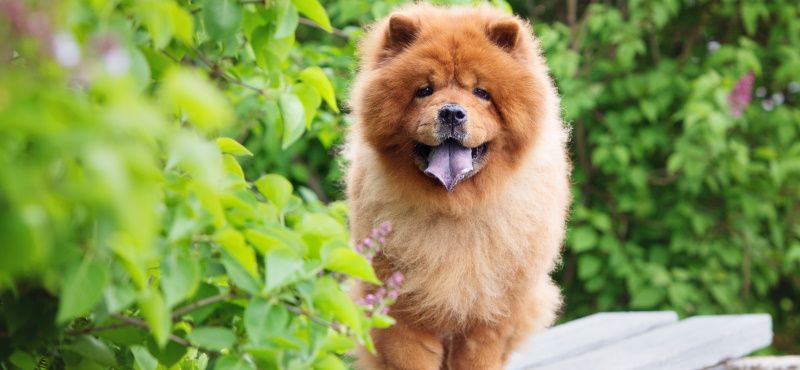 Собаки для детей: обзор пород, которые подойдут ребенку