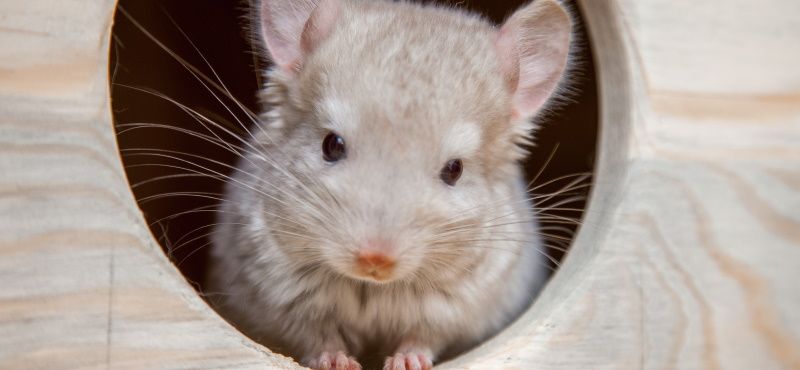 Шиншилла в домашних условиях: содержание, уход, чем кормить