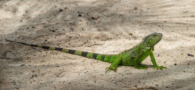 Первая рептилия: какую выбрать