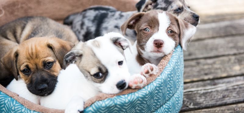 Как правильно воспитывать щенка? Как правильно воспитывать щенка?