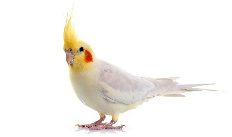 Какого попугая завести?