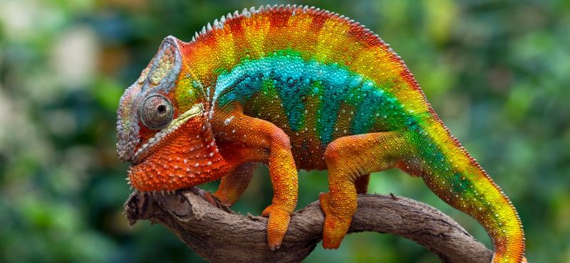 Как содержать хамелеона в домашних условиях