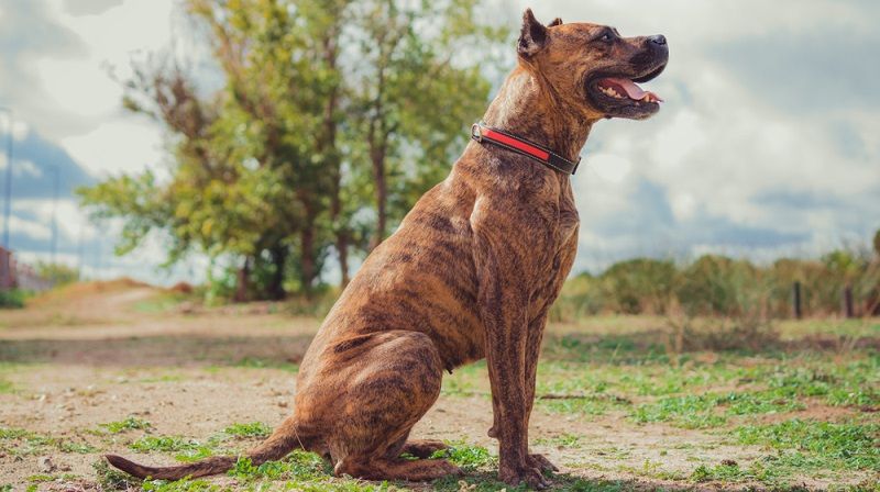 Алано порода собак