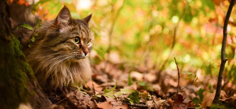 Сибирская кошка: описание, характер, содержание
