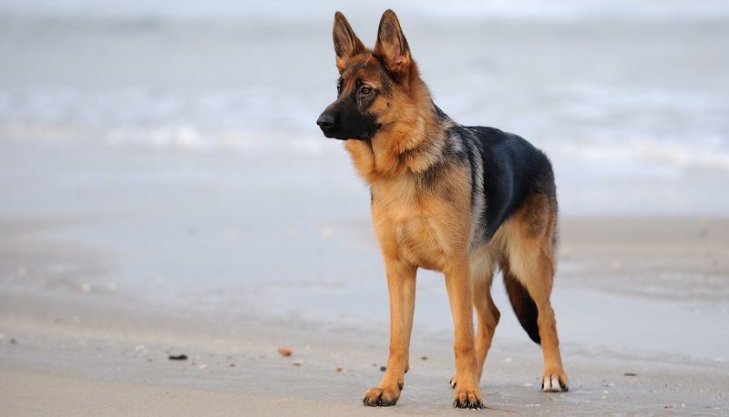 Немецкая овчарка – порода собак