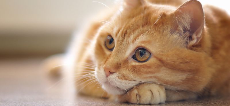 РосКОШная жизнь или вещи первой необходимости для кошки