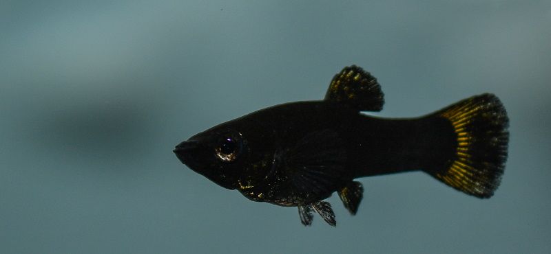 Моллинезия Моллинезия