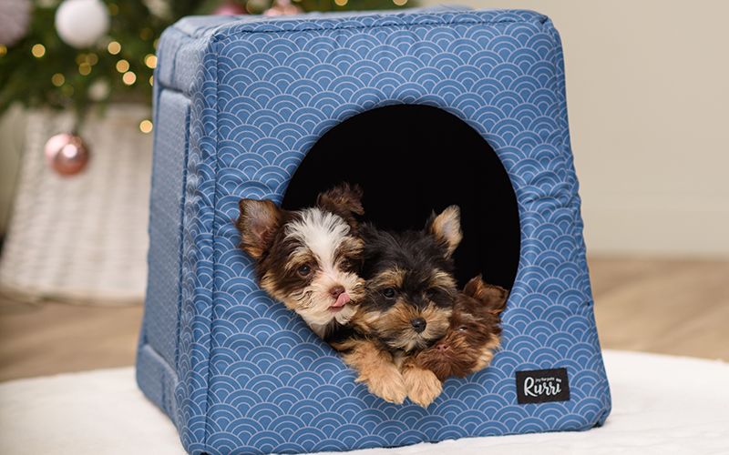 Как сфотографировать питомца