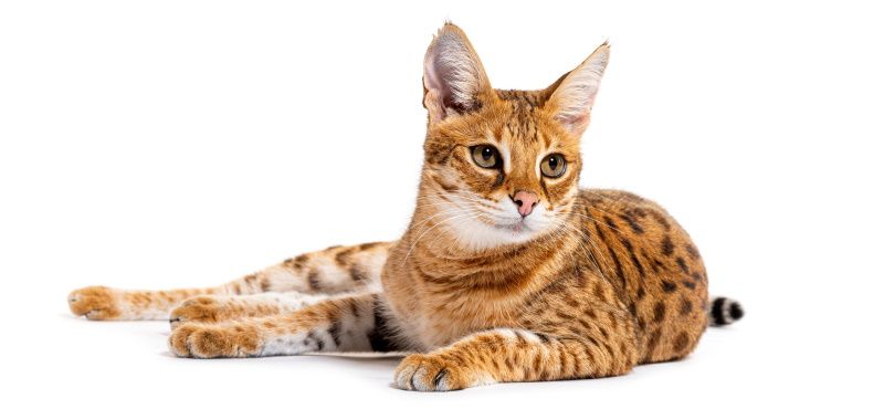 Саванна: описание породы, характер, как ухаживать