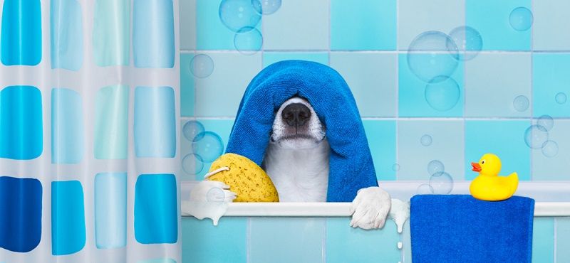 Шампунь для собак: какой купить и как мыть