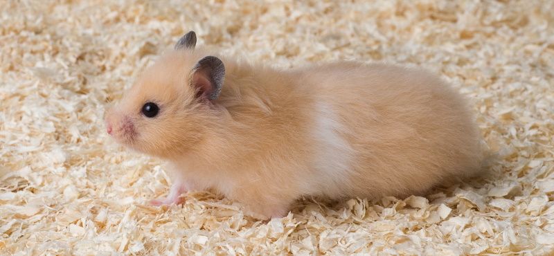 Сирийский хомяк: уход и содержание