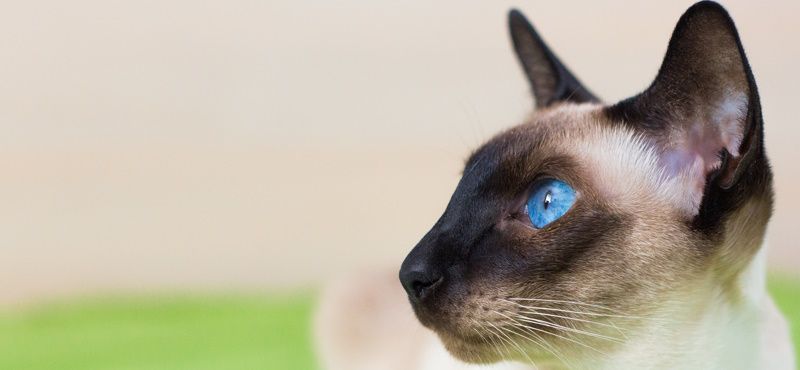 Сиамская кошка: характер, описание породы, содержание