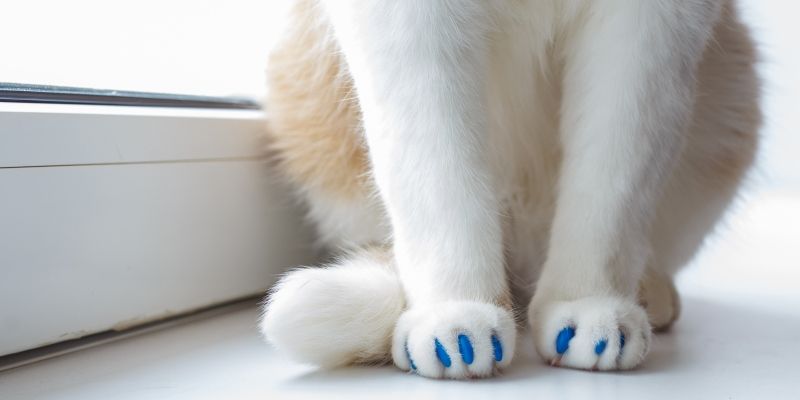 Популярные гаджеты для кошки