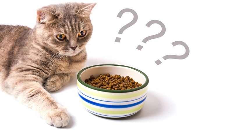 Корм для кошек Wellkiss: мнение ветеринаров