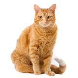 Товары для кошек.jpg