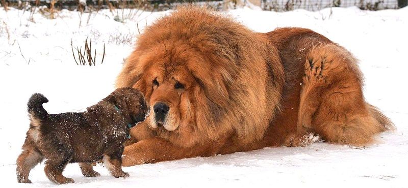 Тибетский мастиф - порода собак