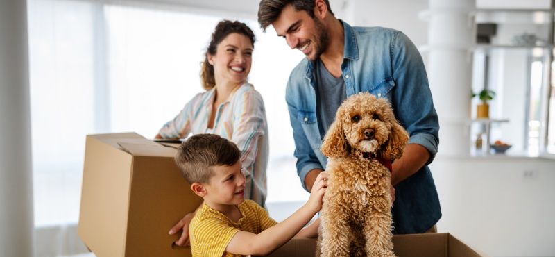 Как переехать с питомцем в новую квартиру