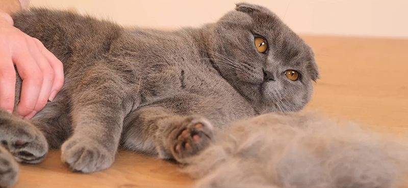 Осенняя линька кошек и собак: что делать