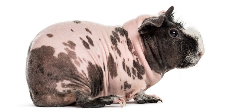 Особенности содержания морских свинок