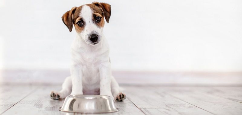 Чем кормить кастрированную собаку?