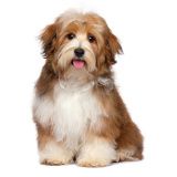 Товары для собак.jpg