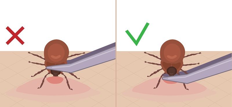 Когда начинать профилактику от блох и клещей?