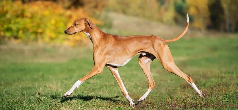 Азавак - порода собак