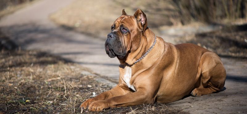 Собаки для детей: обзор пород, которые подойдут ребенку