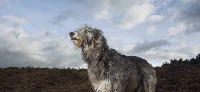Дирхаунд – порода собак