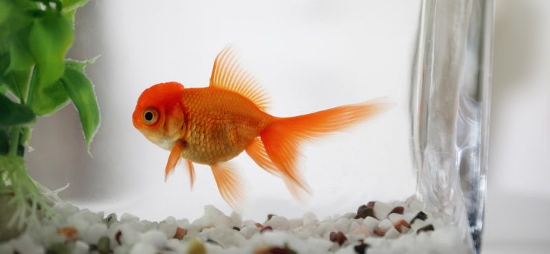 Виды кормов для аквариумных рыбок 