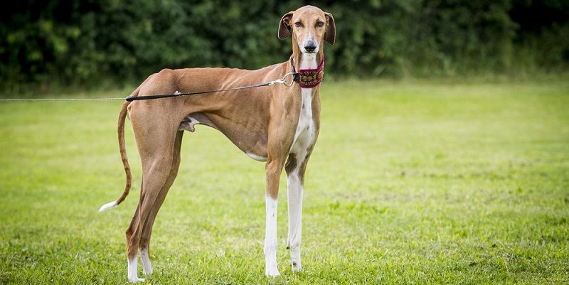Азавак - порода собак