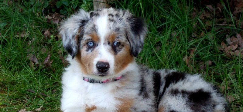 Аусси - австралийская овчарка